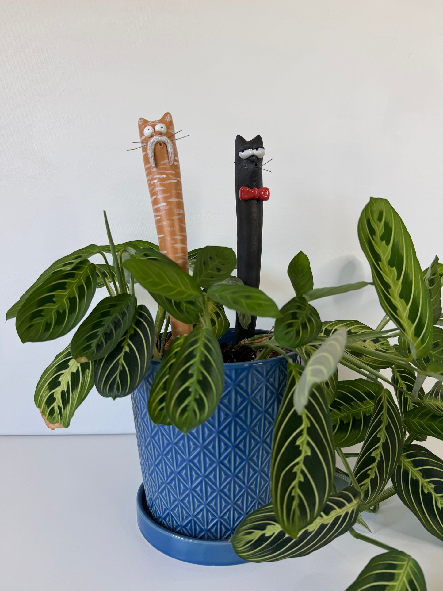 Garden Worm: Bartholomeow
