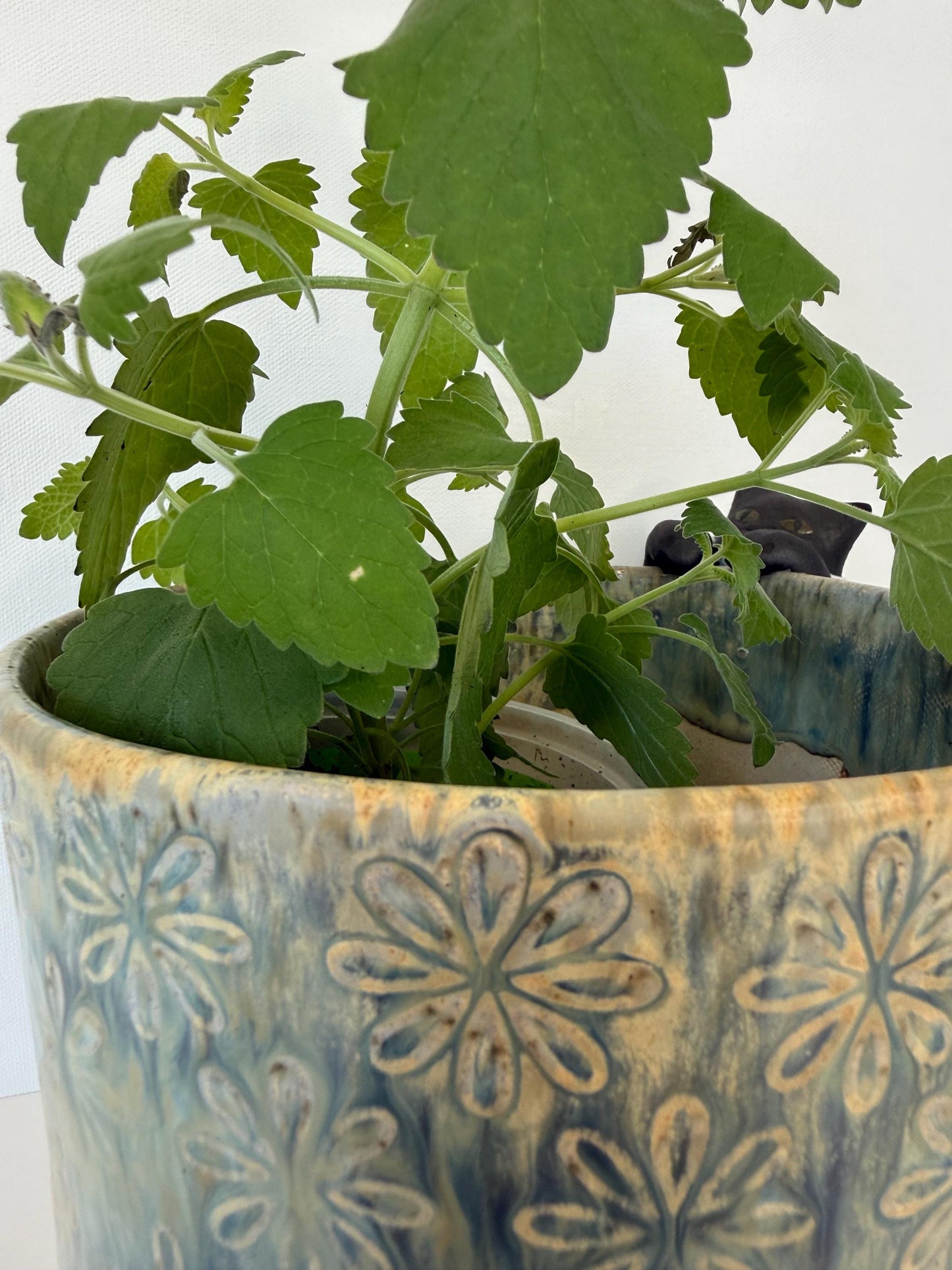 Curious Cat Peeking into a Planter